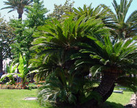 Palm