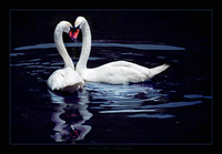 Two for life - gilad benari