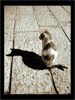 Just me and my shadow - gilad benari