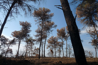 20110103052115 jpg