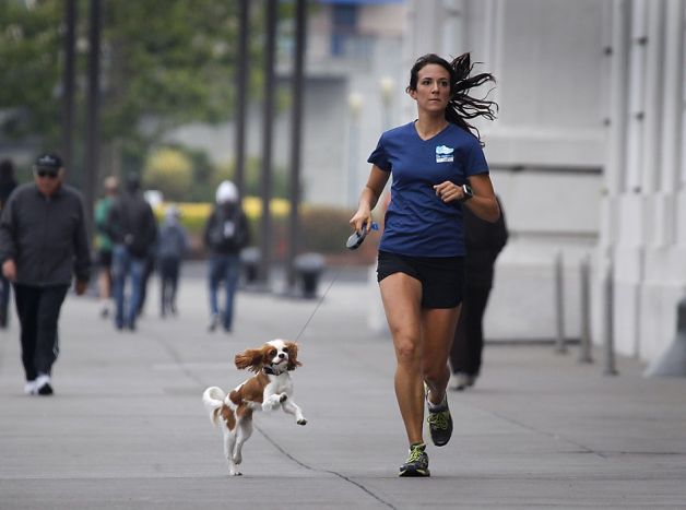 marathon_chien_chiens.jpg?1380092074